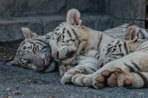 Three tiger cubs are sleeping peacefully