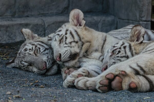 Trois tigres dorment paisiblement