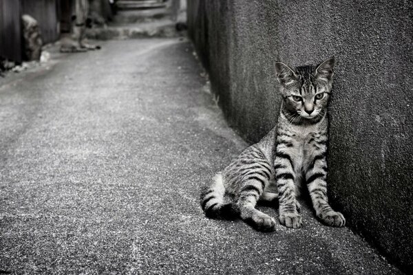 Gray striped cat near the wall
