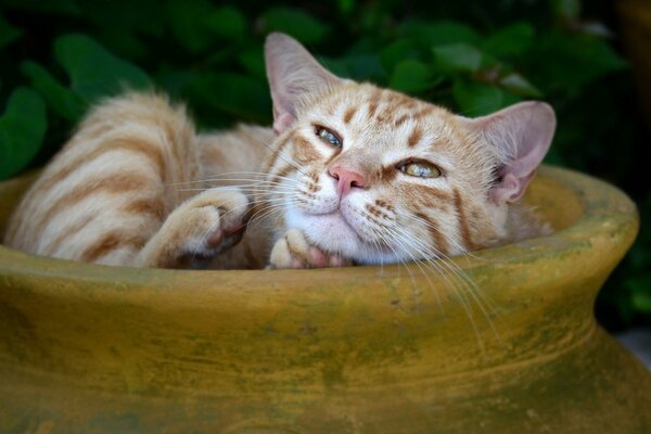 Ginger-haired gatto di riposo in brocca