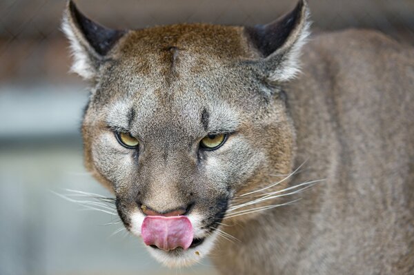 Der Cougar, der fragt: Wer ist der nächste