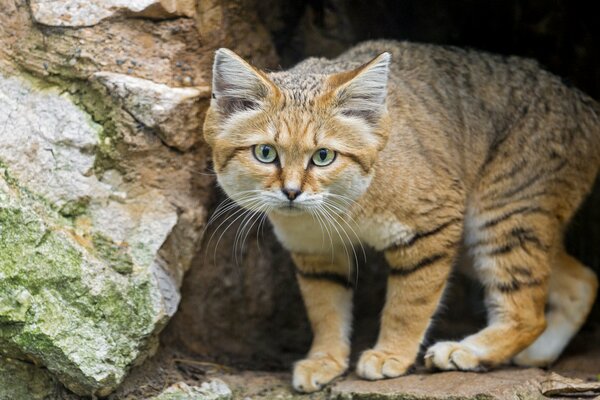 The dune cat comes out of the cave