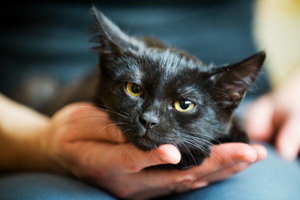 Schwarze Katze in der Handfläche eines Mannes