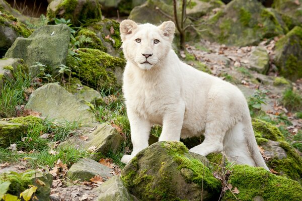 Weißer Löwe auf Steinen, die mit Moos bewachsen sind