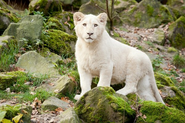 A white lion on moss-covered rocks