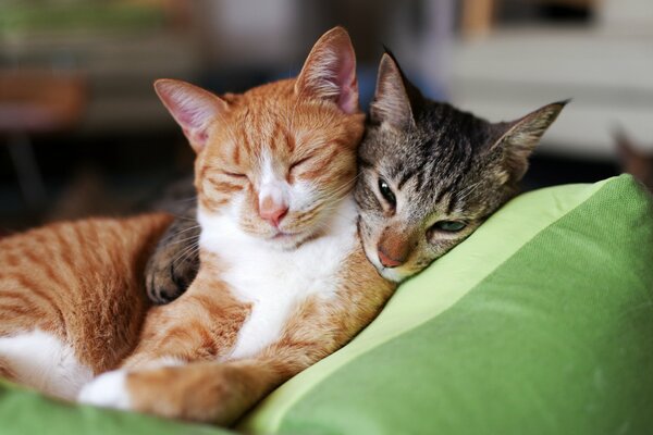 Dulce sueño de gatitos, pelirrojo y gris