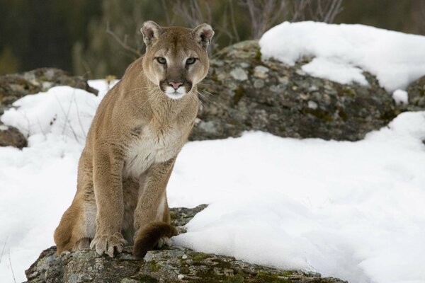 Puma siedzi na kamieniu w śniegu