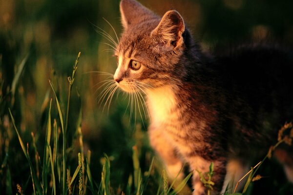 Chaton roux se tient dans l herbe