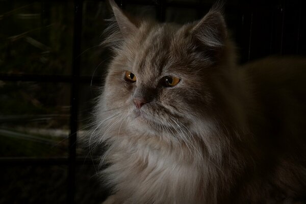 Gato peludo pelirrojo con ojos anaranjados