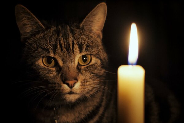 La misteriosa mirada de un gato a una vela