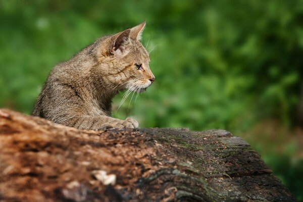 Katze im Wald auf einem Baum