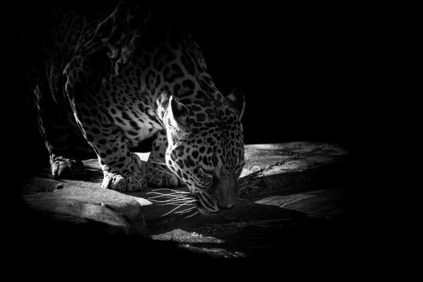 Black and white photo of a drinking jaguar