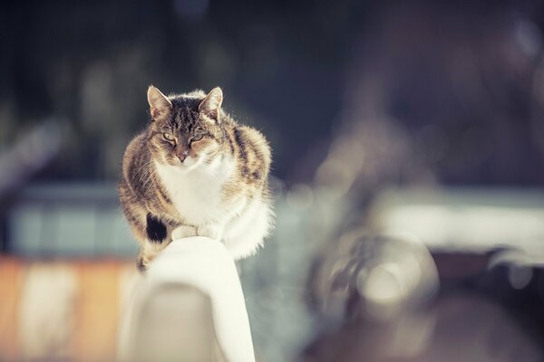 Gros chat à la recherche d une victime