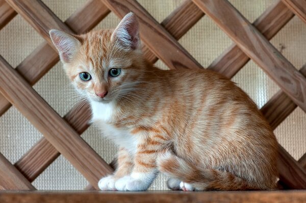 A red-haired kitten with a white one is sitting