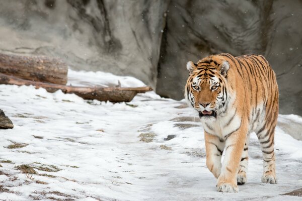 Amur tiger walks gracefully through the snow