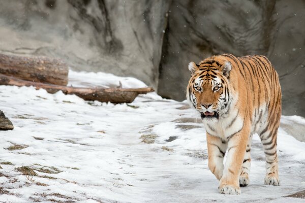 Le tigre de l amour passe gracieusement dans la neige