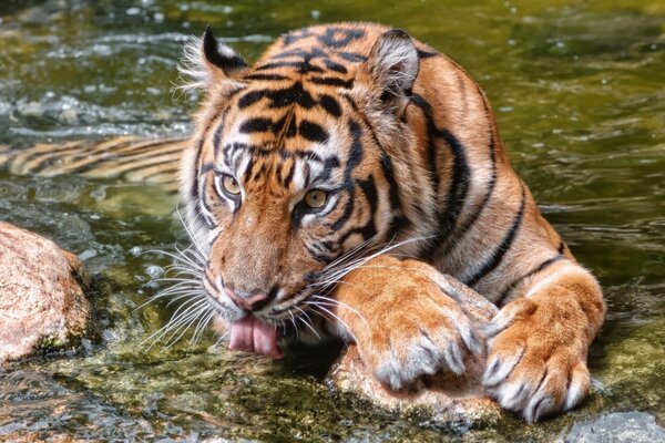 Tigre sauvage boit de l eau