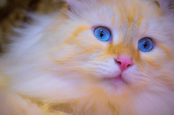 Mordock gatto rosso con gli occhi azzurri