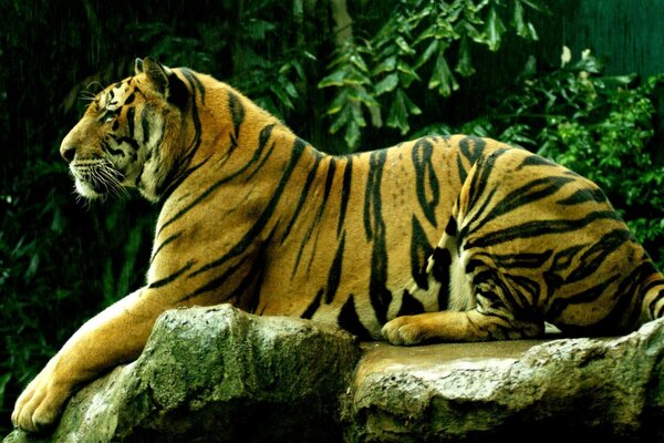 Zdjęcie tygrysa leżącego na kamieniu