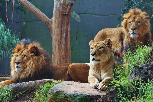 Pride composé de deux lions et une lionne