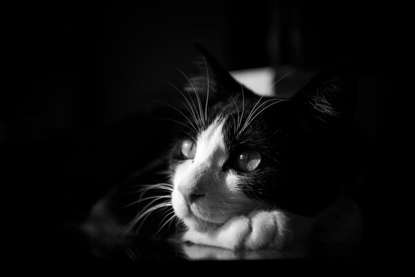 Gato blanco y negro mirando a lo lejos