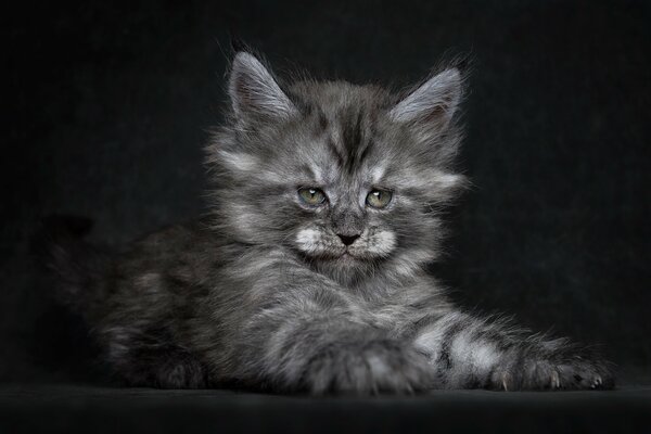 Niedliche graue Maine Coon Kätzchen auf schwarzem Hintergrund