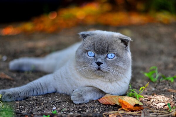 Blue eyes of a cat , a Scottish breed