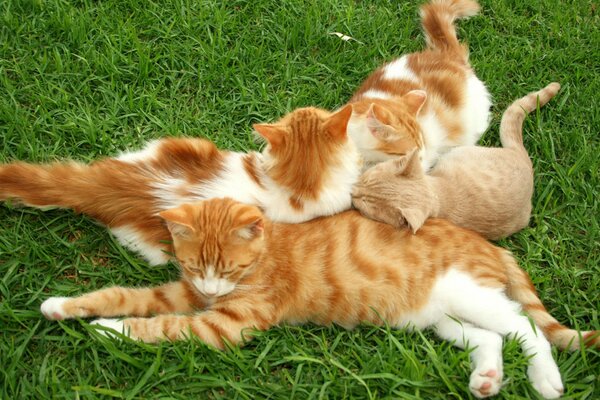 Chatons se trouvent sur l herbe