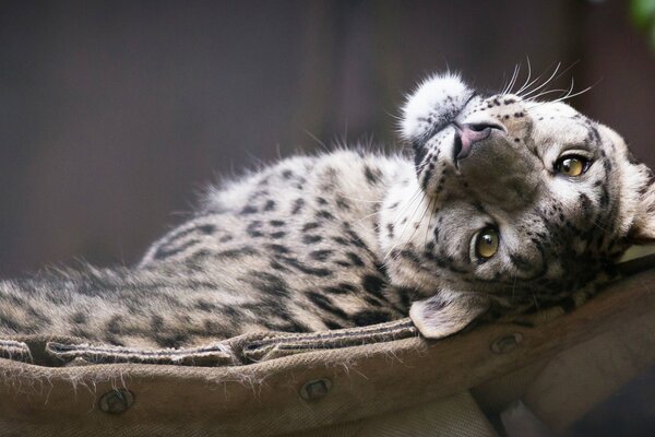 Leopardo de las Nieves descansa en una hamaca