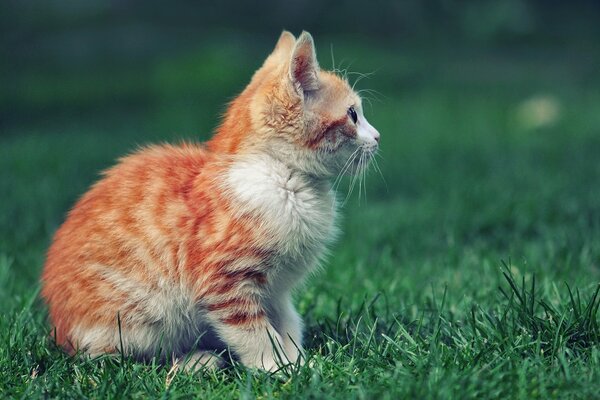 Chaton roux sur fond d herbe