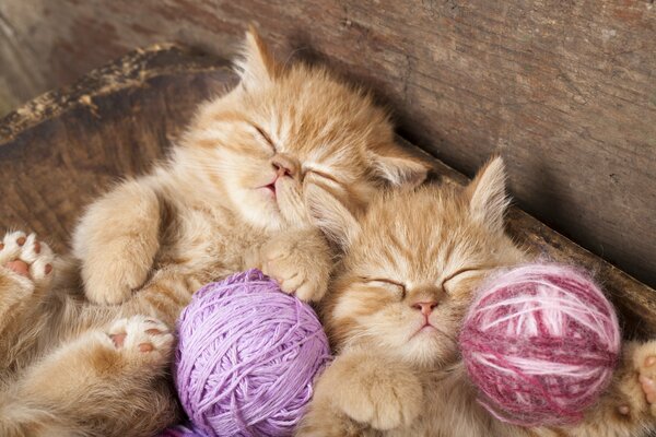 Two fluffy red kittens are sweetly dozing with bright balls of wool