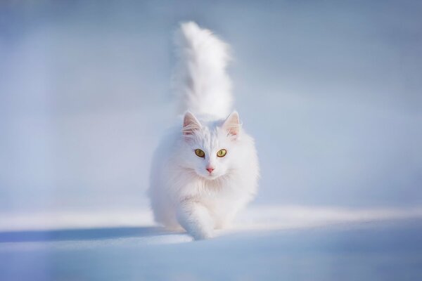 A white cat runs through the snow