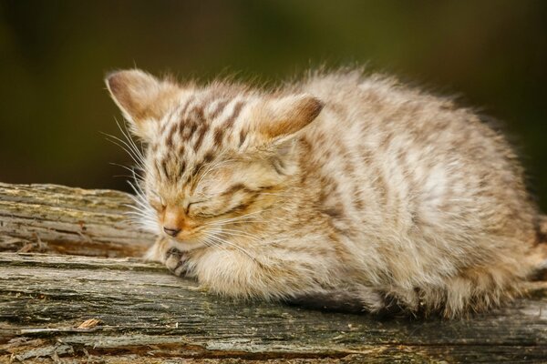 A small , fluffy kitten is sleeping