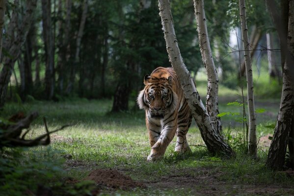 Tiger walks among the trees