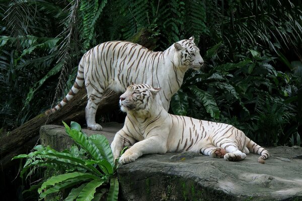 Ein paar weiße Tiger ruhen sich auf einem großen Stein aus