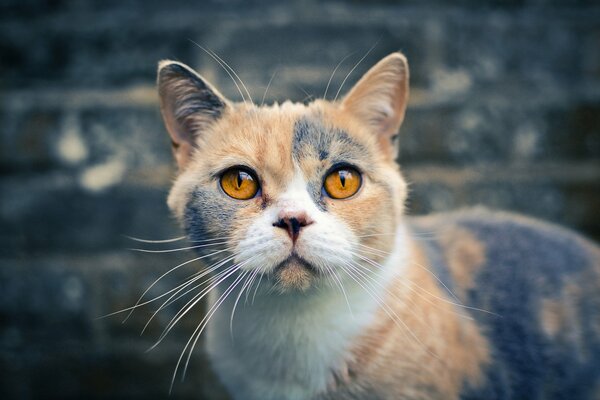 Gatto tricolore British Shorthair