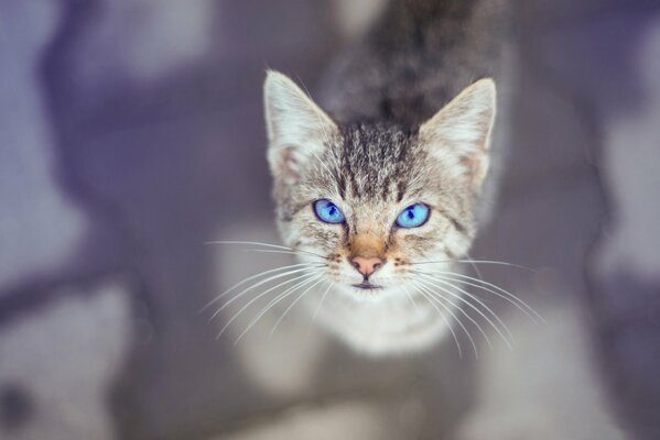 Bezaubernder Katzenblick mit blauen Augen