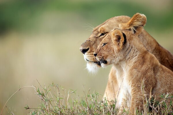 Löwe und Löwin ruhen sich in der Natur aus