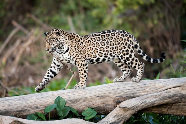 Jaguar na spacerze na wolności