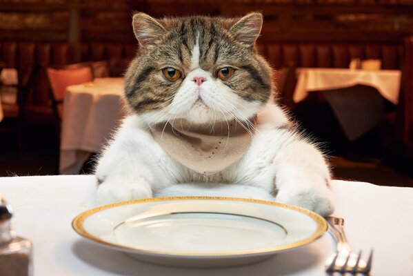 A cat in a restaurant at lunch with a plate