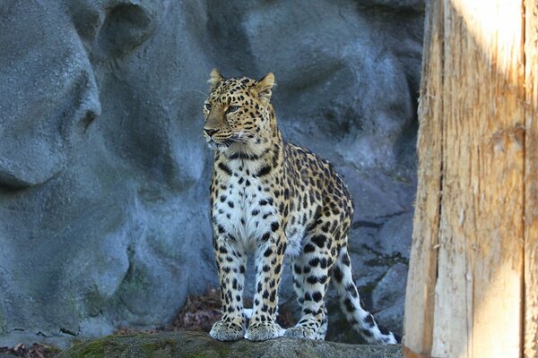 The view of the Far Eastern leopard into the distance