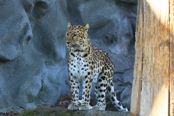 Vista del leopardo Dell Estremo Oriente in lontananza