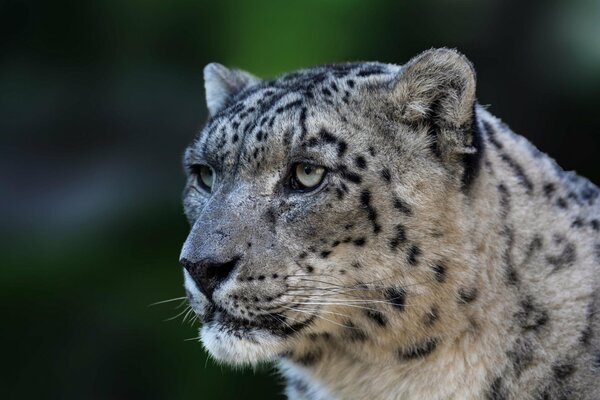 Snow leopard with a serious look