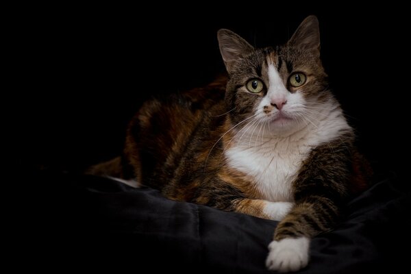 Gato tricolor sobre fondo oscuro