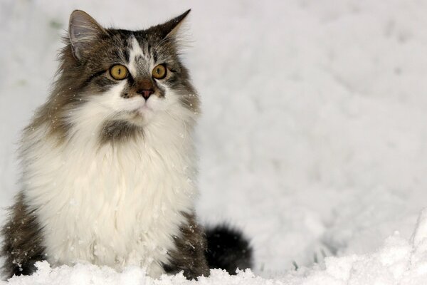 A domestic cat in snowy winter