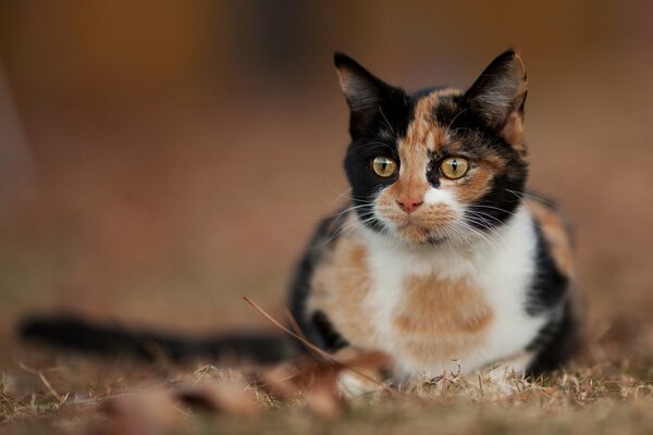 Hermoso gato de color negro rojizo