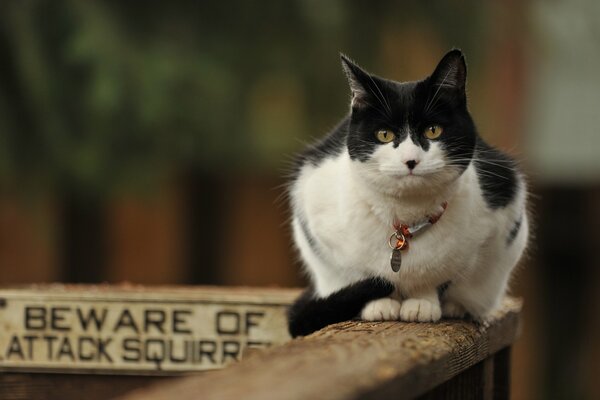 Bellissimo gatto con un collare personalizzato