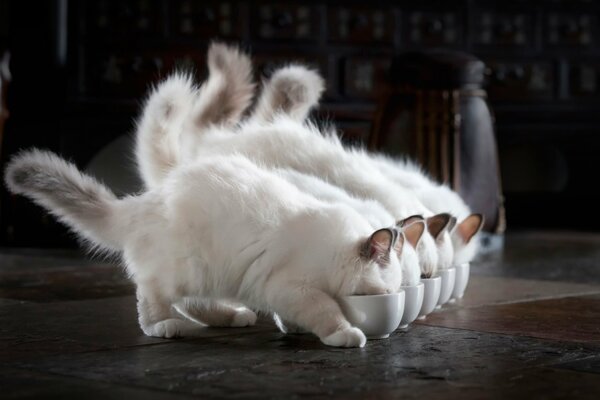 Varios gatitos blancos con colas grises comen de cuencos blancos idénticos