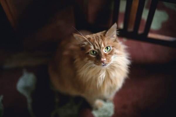 Eine rothaarige Katze lag im Haus