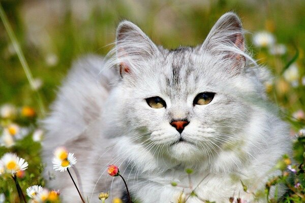 A white kitten in a clearing with daisies